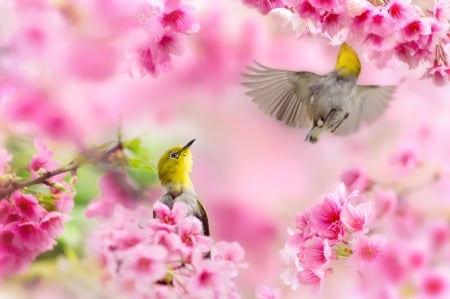 Pink spring - flower, pink, cute, beautiful, flowers, photo, spring, lovely, nature, green