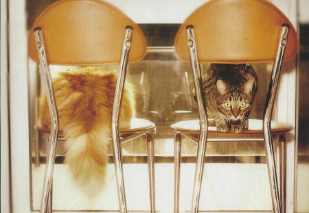 Cats - chairs, cute, paws, cat