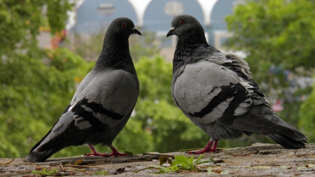 Pigeon - fly, animal, pigeon, birds