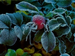 Frosty rosehip