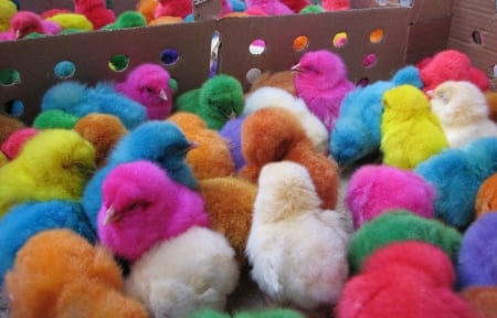 Colourful Chicken - easter, chicken, colours, colourful