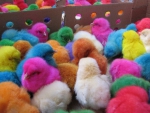 Colourful Chicken