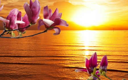 Beautiful sunset - flowers, nature, sunset, sea