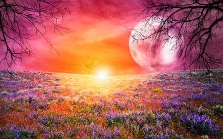 Glowing field - moon, nature, sky, field, flowers