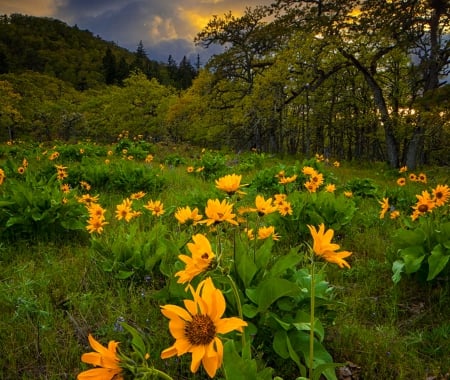 Memaloose Hills Wildflowers - oregon, marguerites, beautiful, flowers, grass, clouds, trees, mountain, sunrise