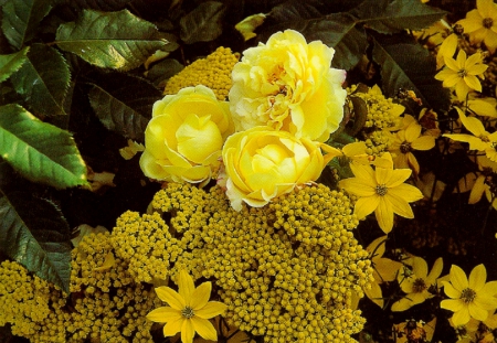 Shrub roses - nature, yellow, shrub, roses, blossom