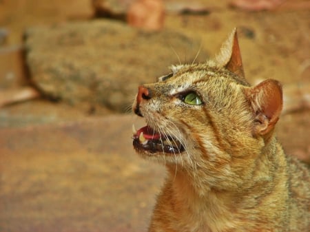 Cat - sleeping, cat face, hat, cat, kitty, animals, lovely, kitten, paws, face, pretty, cats, beautiful, cute