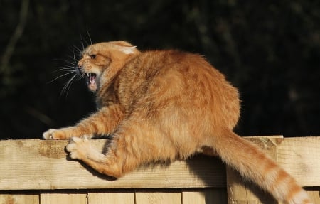 Cat - paws, face, pretty, cute, animals, beautiful, cat, sleeping, kitty, cats, kitten, hat, lovely, cat face