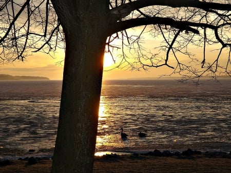 Kampenfelt Bay - bay, tree, sunrise, geese