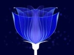 Blue tulip