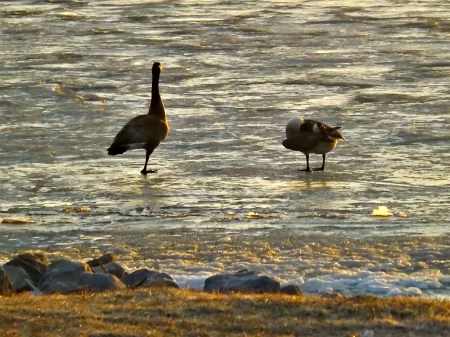 Canadian Geese - geese, Canadian Geese, water, sunrise, bay