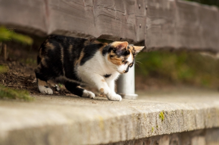 Cat - paws, face, pretty, cute, animals, beautiful, cat, sleeping, kitty, cats, kitten, hat, lovely, cat face