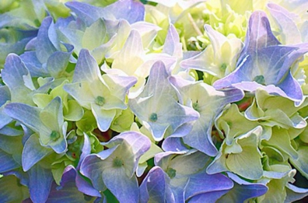 Blue White Hydrangea - flowers, white, nature, blue, hydrangea