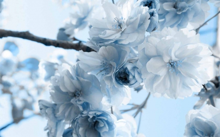 Blue Flowers Blossoms - flowers, close-up, nature, blue, blossom