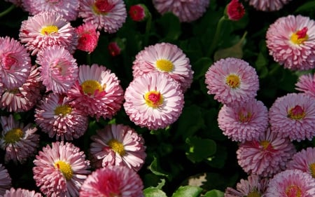 Beautiful Daisies - flowers, close-up, nature, macro, daisy