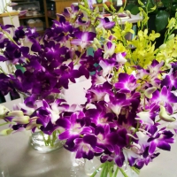 Vase With Dendrobium Orchids