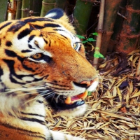 Tiger Art