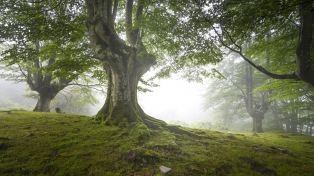 moss covered trees in mist - hill, trees, moss, grass, mist