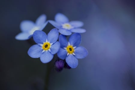 I am BLUE - forget me not, flowers, flower, blue