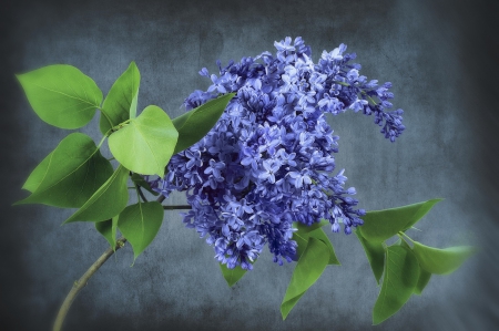 Blue mood - flower, blue mood, spring, floral, lilac