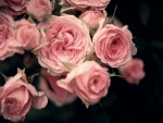 Pink Roses