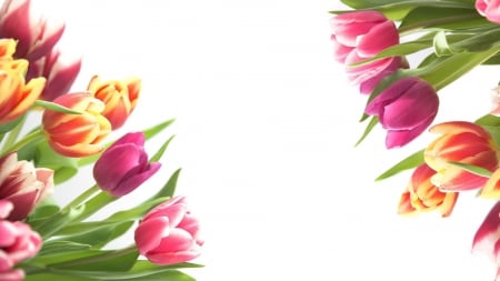 Tulips - background, tulips, beautiful, flowers, colorful