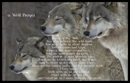 wolf prayer - wolf, wolves, prayer, sayings, words