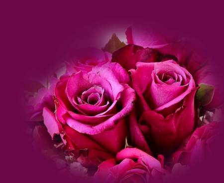 Pink Beauty! - flowers, roses, nature, beauty, pink