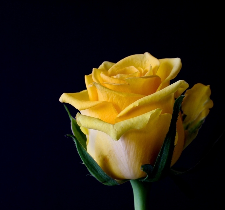 Yellow Rose! - nature, flowers, yellow, rose