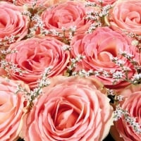 Roses of Beauty