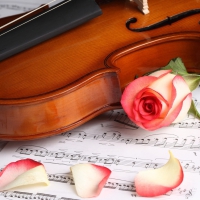 ~$~ Rose with Violin ~$~