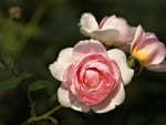 Pink Rose