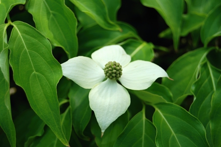 Flower - beautiful, white, flower, green