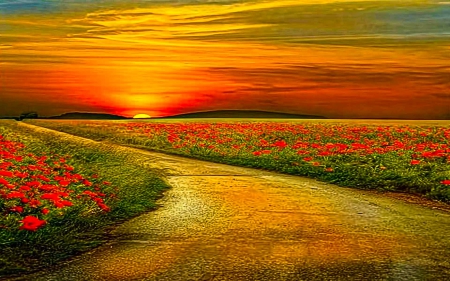 Sunset - field, sky, nature, sunset