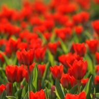 Red Tulips