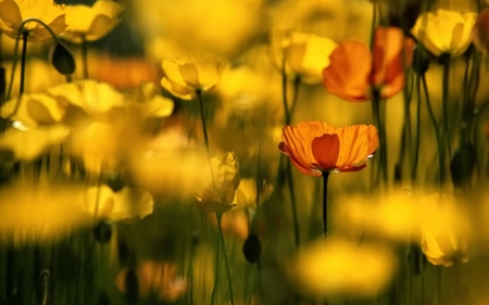 Field of flowers - pretty, loveiy, nature, spring, field, yellow flowers