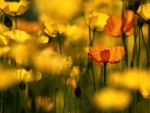 Field of flowers