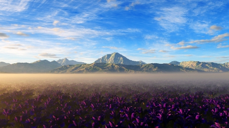 sea of purple flowers in the mist - sky, mountains, flowers, fields, mist