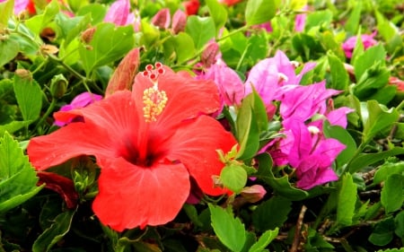 Hibiscus and Boganvelia 1 - flower, hibiscus, beauty, photo, love, romance, boganvelia, photography, floral, nature