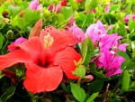 Hibiscus and Boganvelia 1