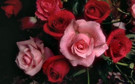 Red and Pink Roses  - flower, beauty, photo, love, romance, roses, photography, floral, nature