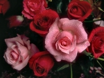 Red and Pink Roses 