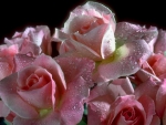 Soft Pink Roses 1