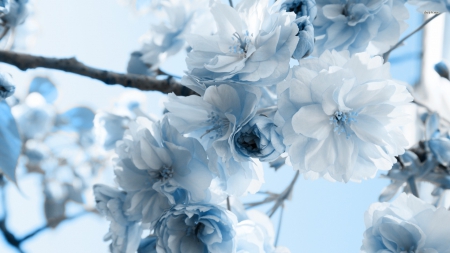 White & blue loveiy magnolia - white, pretty, blue, loveiy, flowers, magnolia