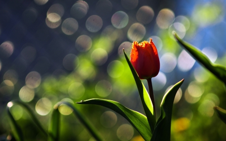 Tulip - macro, background, flower, tulip