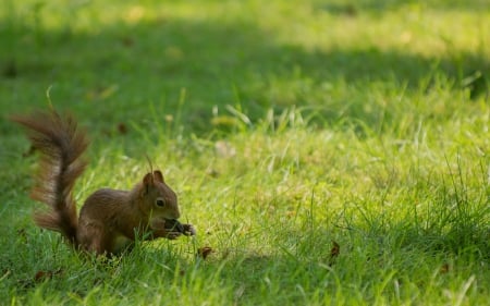 squirrel - tail, animal, nuts, squirrel