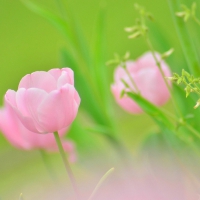 Soft Pink Tulips