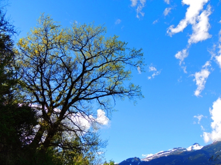 Tree - cloud, sky, tree, nature