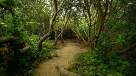 Trail - nature, tree, forest, jungle