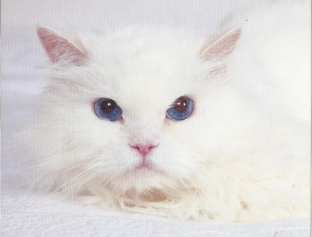 Cat - cute, white, paws, cat